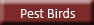 Pest Birds