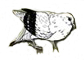 Pigeon bird