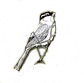 Sparrow bird