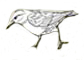 Starling bird