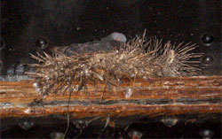 bird droppings damage to structure
