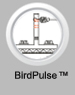 BirdPulse